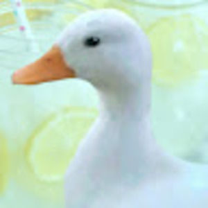 Meet your Posher, Brady